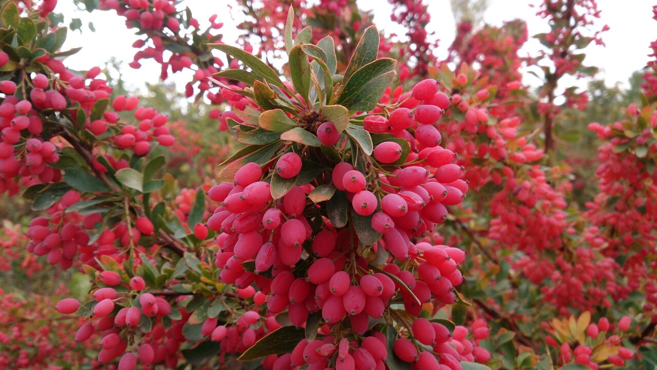  صادرات زرشک در ایران,تاجر زرشک ایرانی,شرکت صادر کننده زرشک در ایران,تامین کننده زرشک در ایران ,زرشک ایرانی